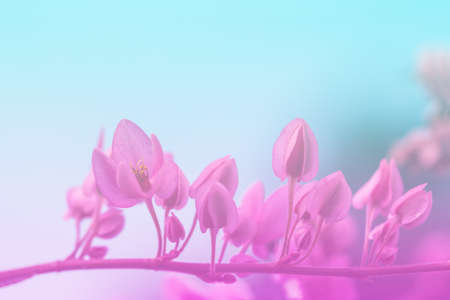 Spring border or background with pink blossomの写真素材