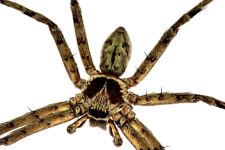brown common huntsman spider on white a background