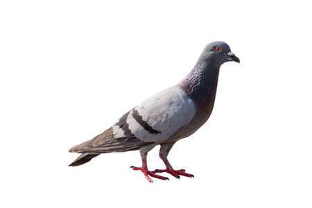 pigeon isolated on a white backgroundの写真素材