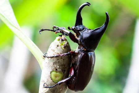 Male Rhinoceros beetle, Rhino beetle, Hercules beetle, Unicorn beetle, Horn beetleの写真素材