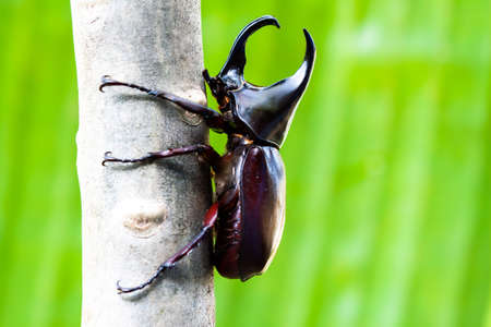 Male Rhinoceros beetle, Rhino beetle, Hercules beetle, Unicorn beetle, Horn beetleの写真素材