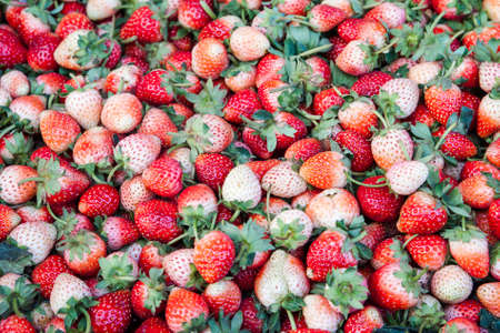 white and red strawberries for backgroundの写真素材