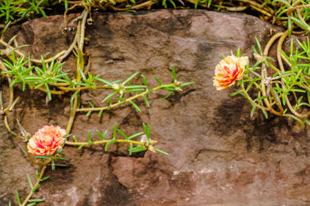 Pink Common Purslane flower in stone background