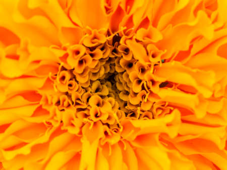 Close-up Marigolds (Tagetes erecta, Mexican marigold, Aztec marigold, African marigold)の写真素材
