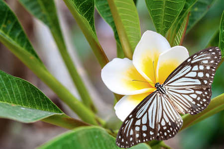 White Plumeria and butterfly on bright sunlightの写真素材