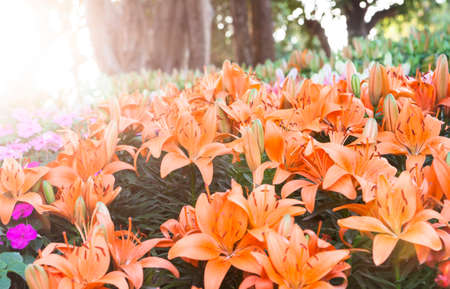 beautiful orange and yellow lily flower in the sunriseの写真素材