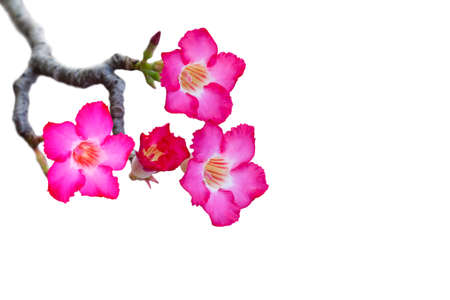 Impala Lily or desert rose or Mock Azalea isolate on white background with clipping pathの写真素材
