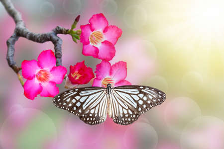 Impala Lily or desert rose or Mock Azalea and butterfly in beautiful backgroundの写真素材