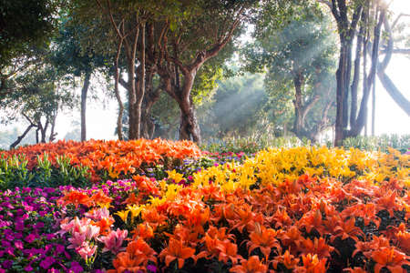 beautiful orange and yellow lily flower in the sunriseの写真素材