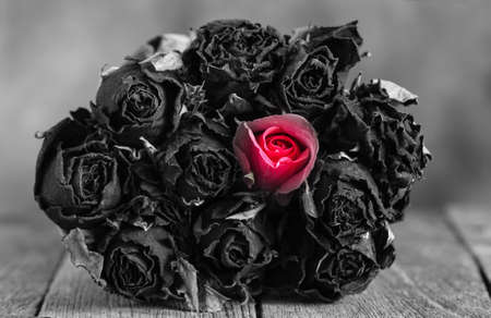 bouquet dried roses and fresh rose ( black and white tone)の写真素材
