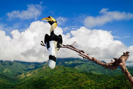Great hornbill (Great indian hornbill, Great pied hornbill) stand in tree branchの写真素材
