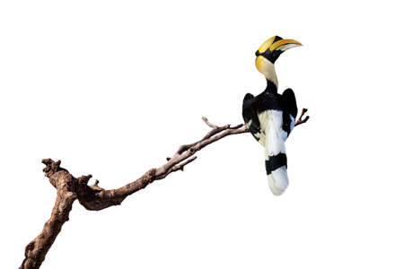 Great hornbill stand on the branch isolate on white backgroundの写真素材