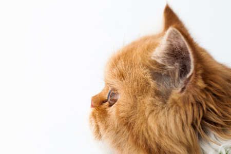 head cat portrait close up on white backgroundの写真素材