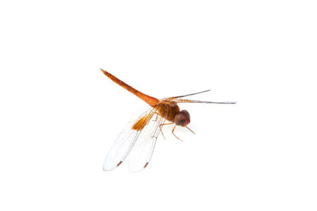 Orange dragonfly isolated on white backgroundの写真素材