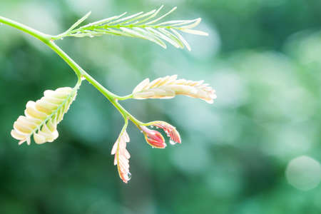 leaves with green and red on green backgroundの写真素材