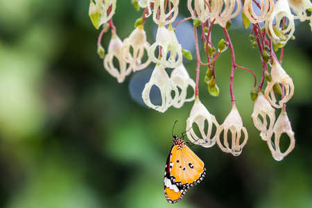 chestnut flowers in full bloom with butterflyの写真素材