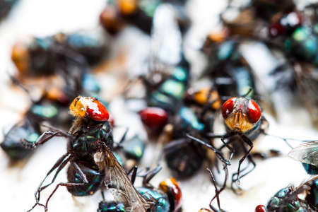 Flies caught on sticky fly paper trap