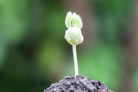 Young plant in the morning light on green backgroundの写真素材