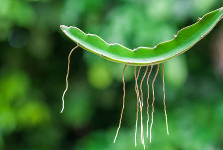 Dragon fruit root in a green background