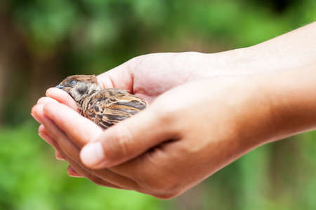 woman holding a dead bird in her handsの写真素材