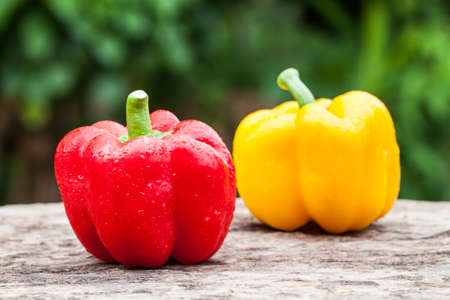 colorful of paprika on a green backgroundの写真素材