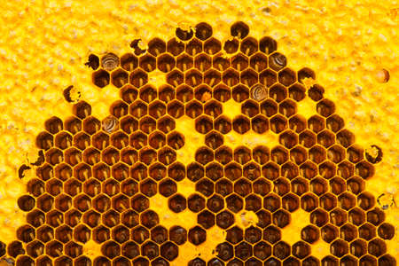 texture of gold color honeycomb for background