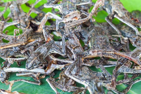 Small frog on taro leaf / local food in Thailandの写真素材