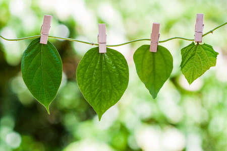 leaves hanged on liana with wood clips on green backgroundの写真素材
