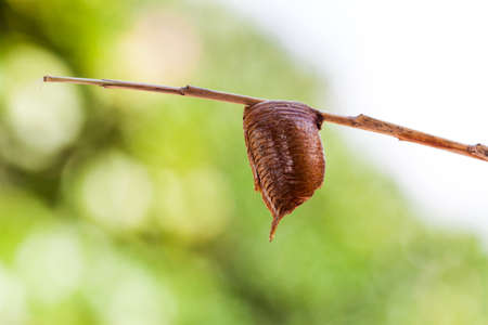 Mantis egg case or Ootheca on green backgroundの写真素材