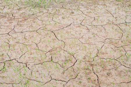 Young green rice plant growth in cracked mud