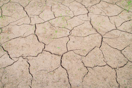 Young green rice plant growth in cracked mud