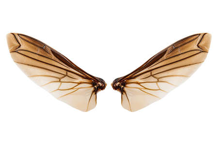 Wings of insect isolated on white background