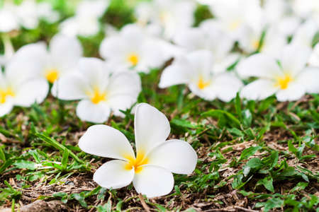 white plumeria on green grass backgroundの写真素材