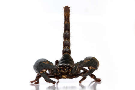 Scorpion Pandinus imperator isolated on white background