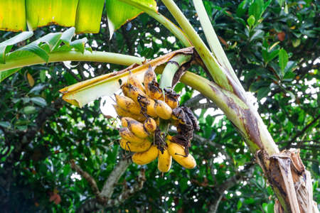 Banana tree with a bunch of growing ripe yellow bananasの写真素材
