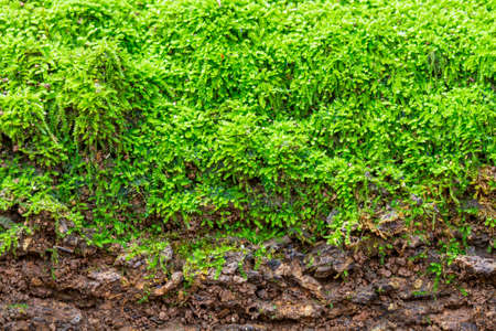 Green moss background on soil wall in natureの写真素材