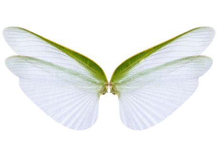 Wings of insect isolated on white background