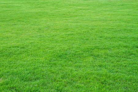 Green grass background on beautiful nature