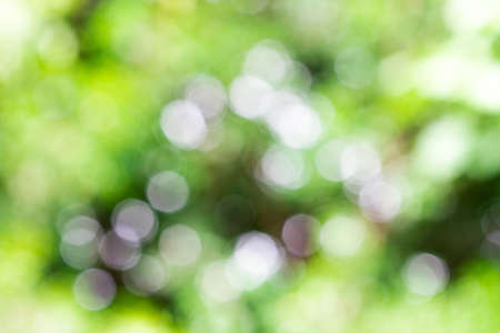 Natural outdoors bokeh in green and yellow tones