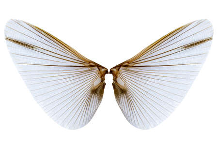 Wings of insect isolated on white backgroundの写真素材
