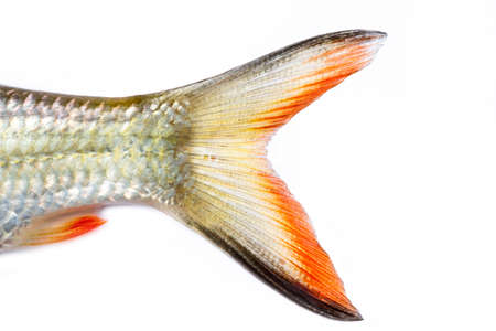 tail fish isolated on white background