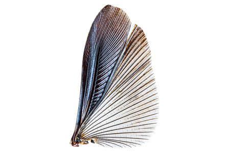 Wings of insect isolated on a white background with clipping pathの写真素材