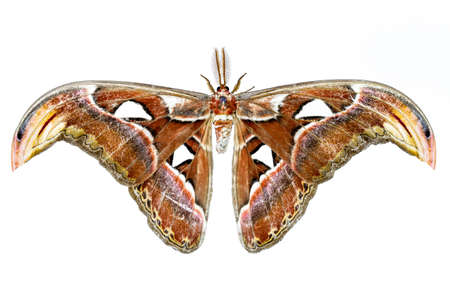 Attacus Atlas Moth isolated on white backgroundの写真素材