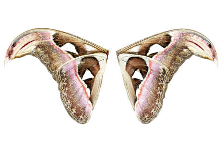 wing of Attacus Atlas Moth isolated on white backgroundの写真素材