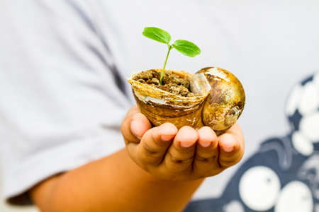 child hand holding crust shellfish with young green plantの写真素材
