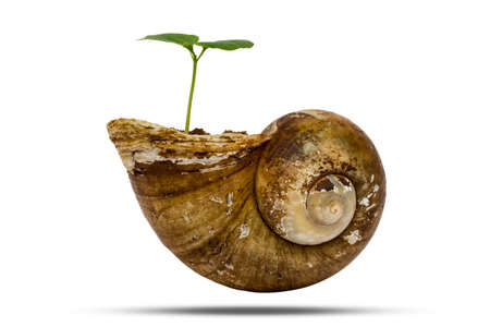 young green plant grow in old shellfish isolated on white background with clipping path