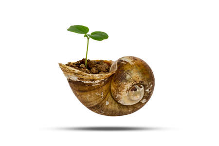 young green plant grow in old shellfish isolated on white background with clipping pathの写真素材