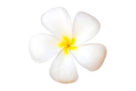 Frangipani Flower or Plumeria Isolated on White Background with clipping pathの写真素材