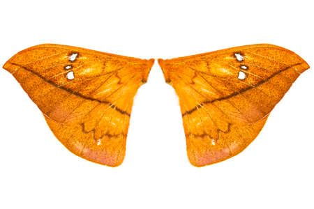 wing of moth isolated on white background