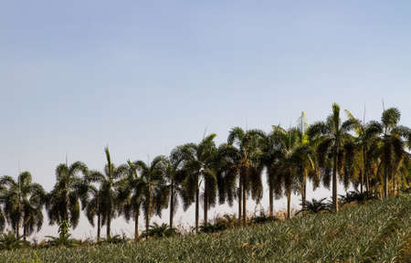 Line up of Palm trees in the pineapple farmの写真素材